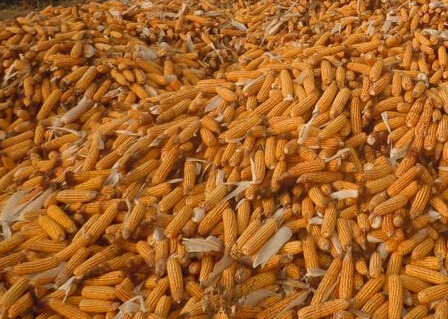 玉米水分測量儀